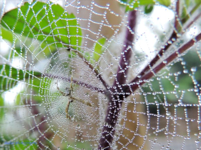 few dew drops on spider net